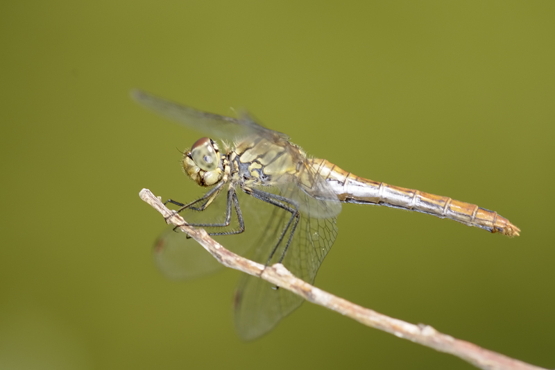 Sympetrum da controllare - Sympetrum sanguineum